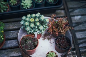 variety of succulents